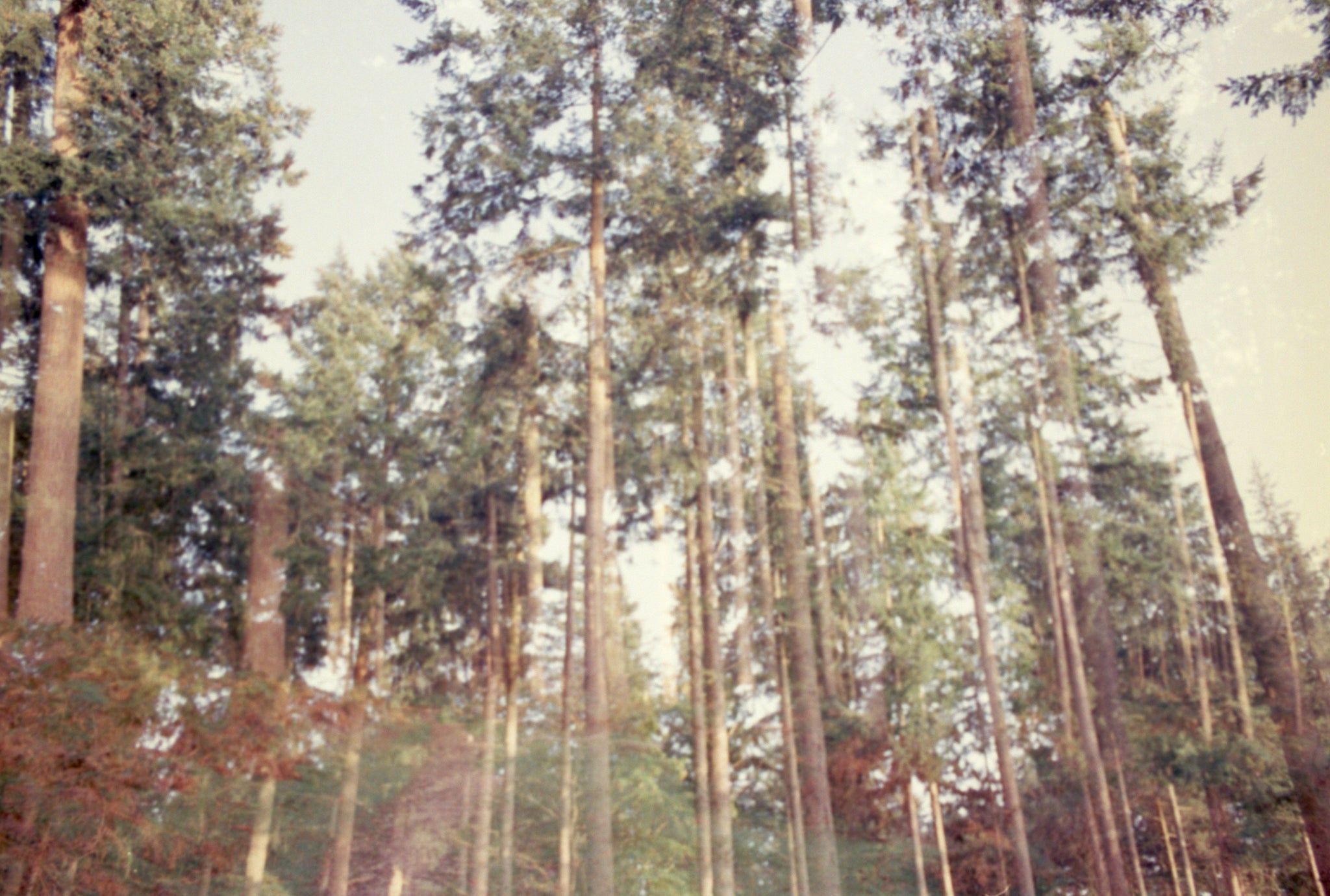 Why our compostable packaging is FSC® certified